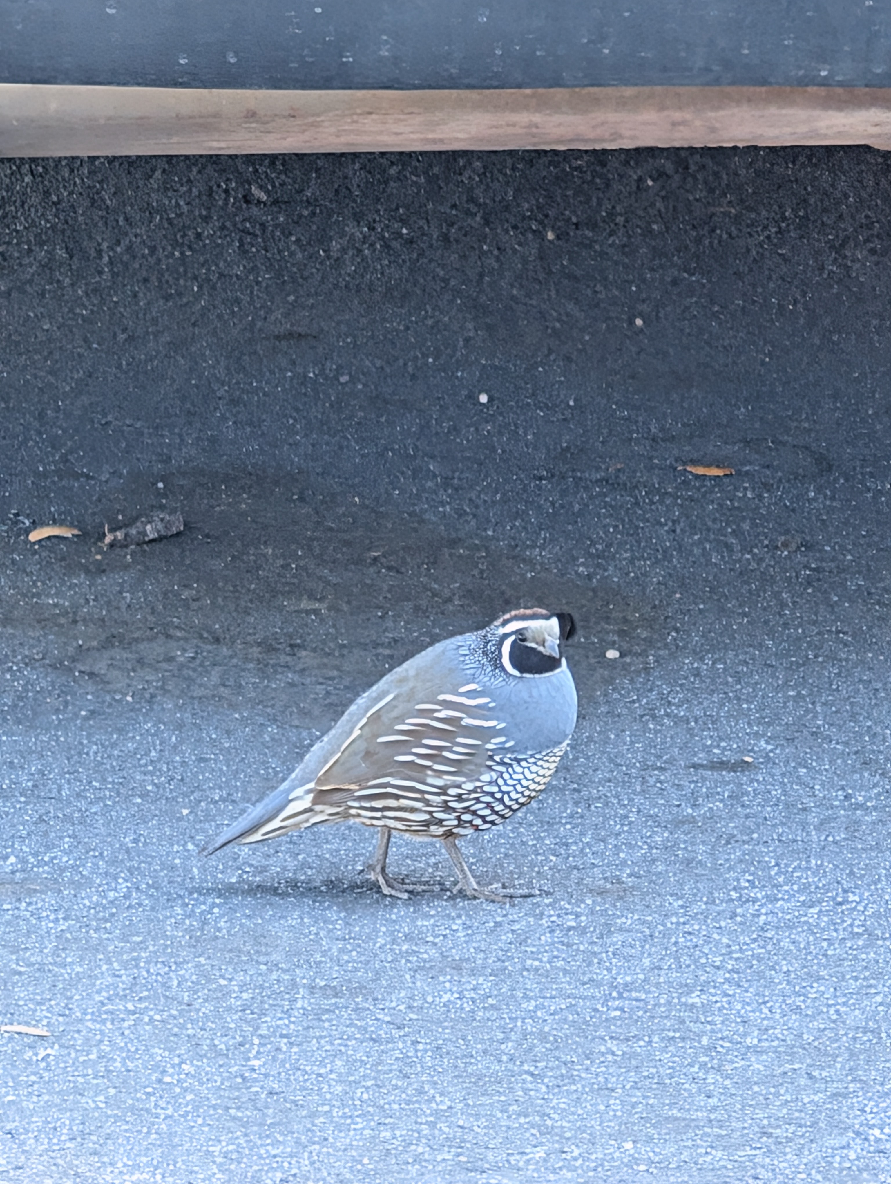 California Quail